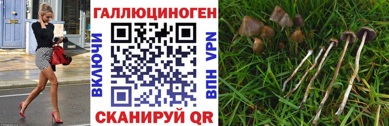 Галлюциногенные грибы Psilocybe Кандалакша
